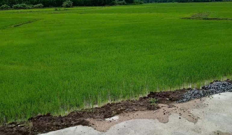 Đất trồng lúa nước long thành 683m2 (5)